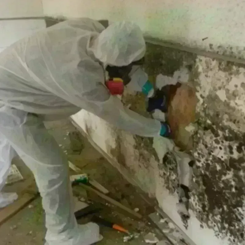 Mold Remediation and Removal in Nokomis, IL